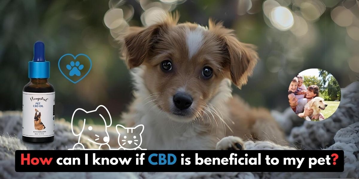 cannabinoid oil for dog